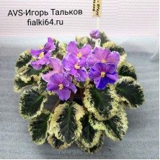 AVS-Игорь Тальков (А.Сергеева)
